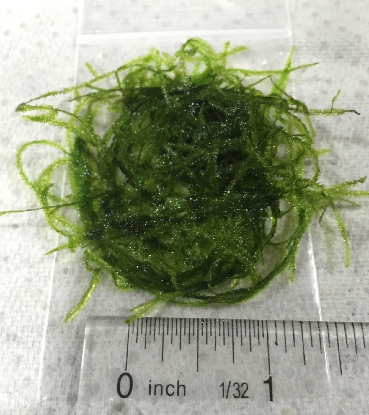 Мох 610 аквариумный