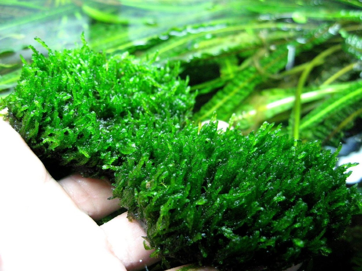 Аквариумный мох Флейм