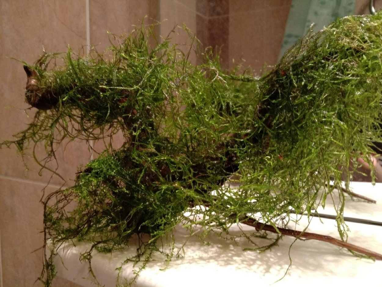 Яванский мох на коряге