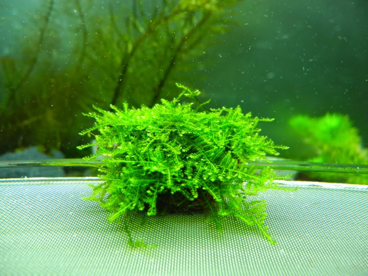 Риччия акваскейп