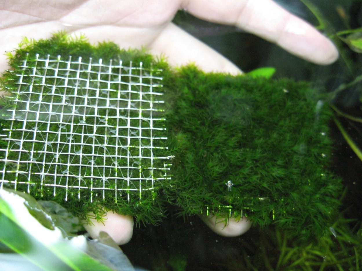 Полусфера для мха