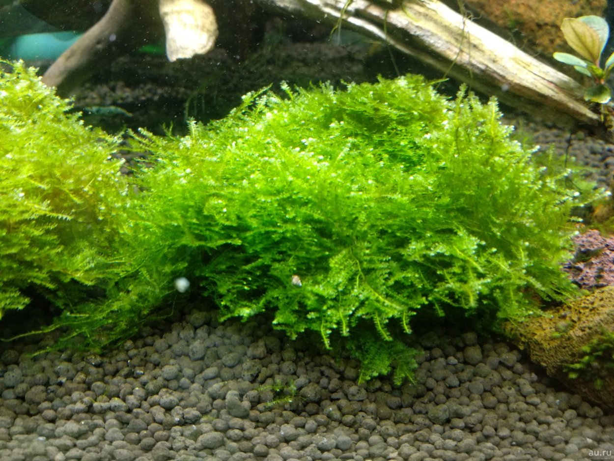 Мох Феникс,(ломариопсис папоротник)