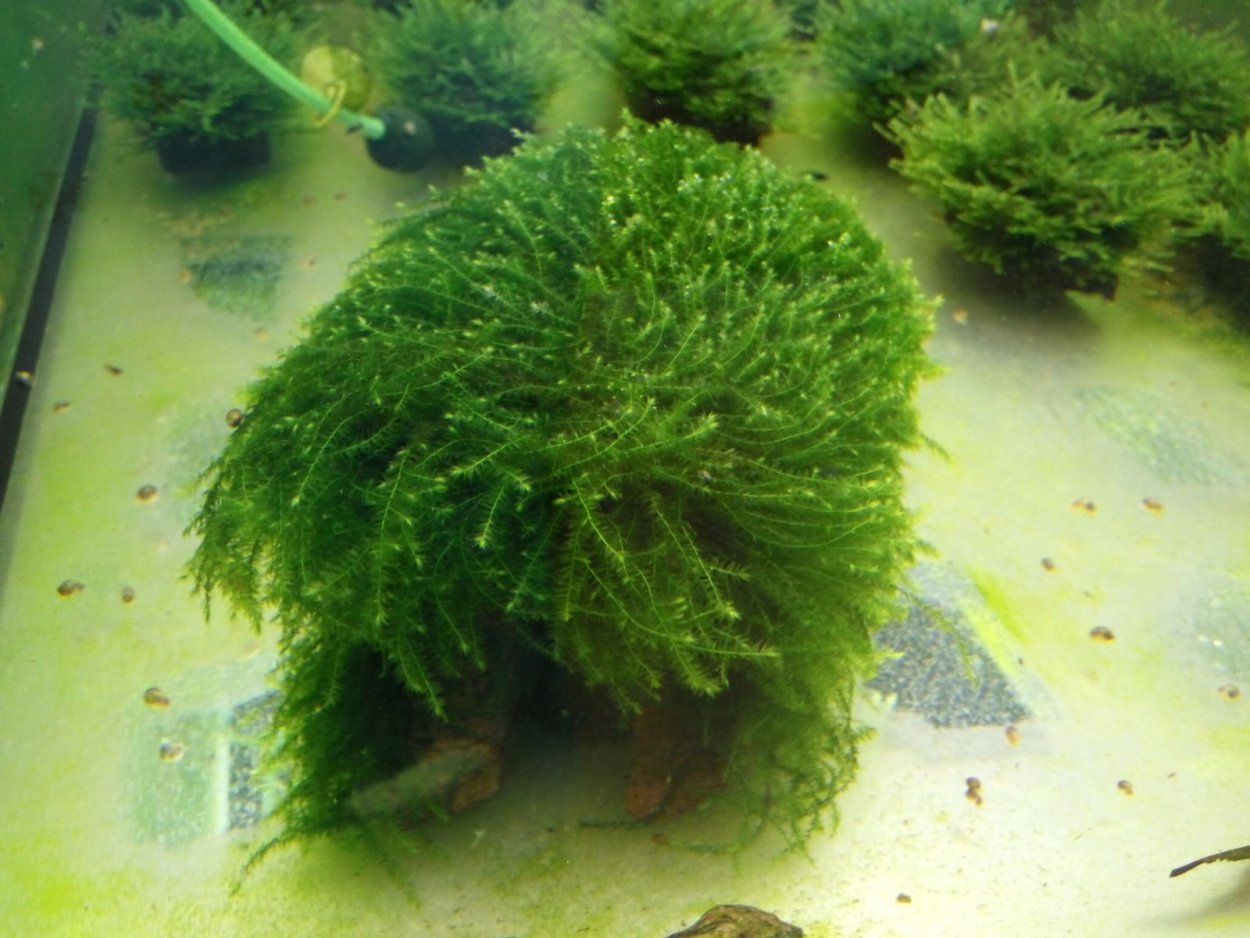 Мох тамарассери аквариумный