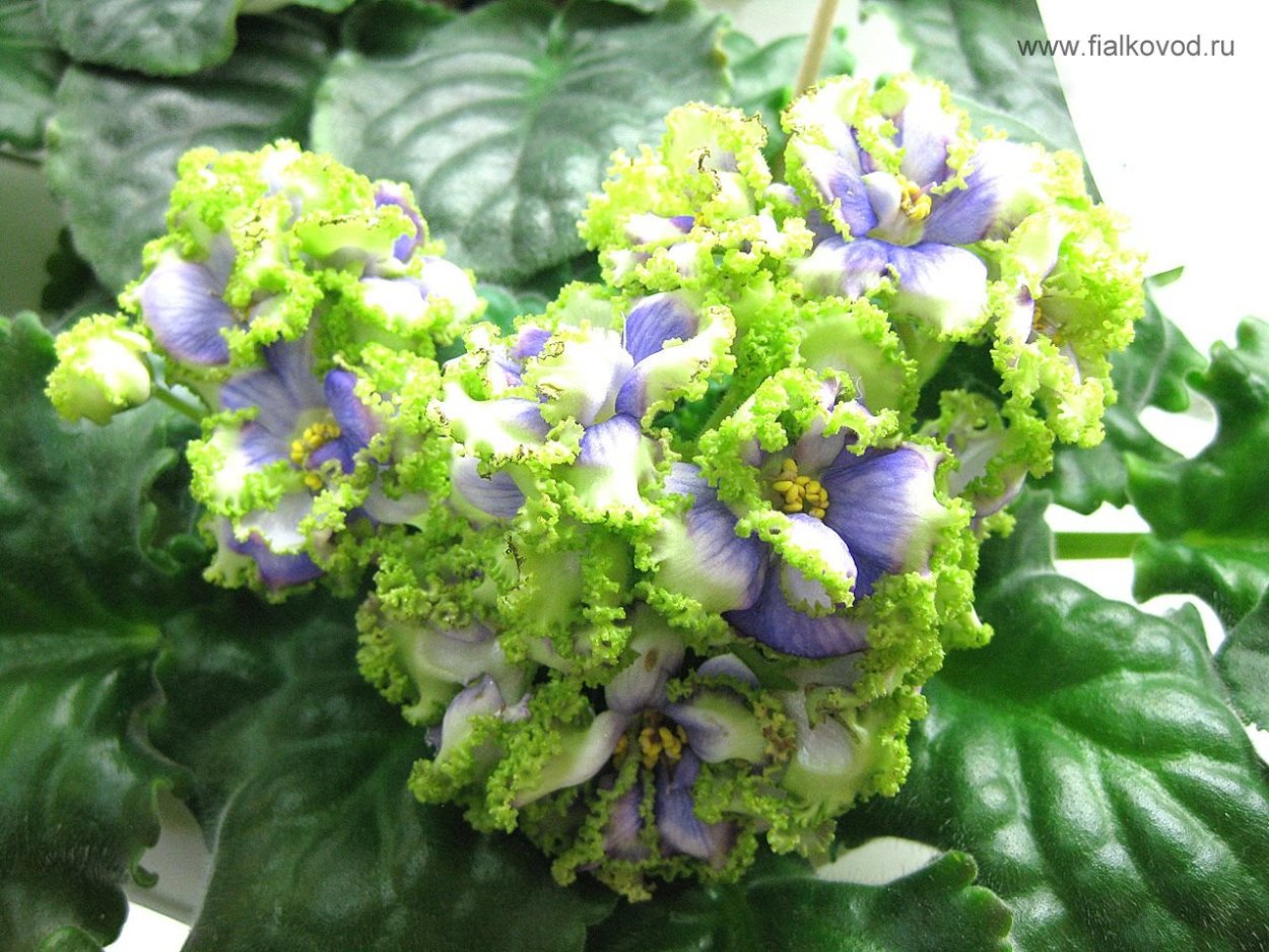 Фиалки зеленые сорта