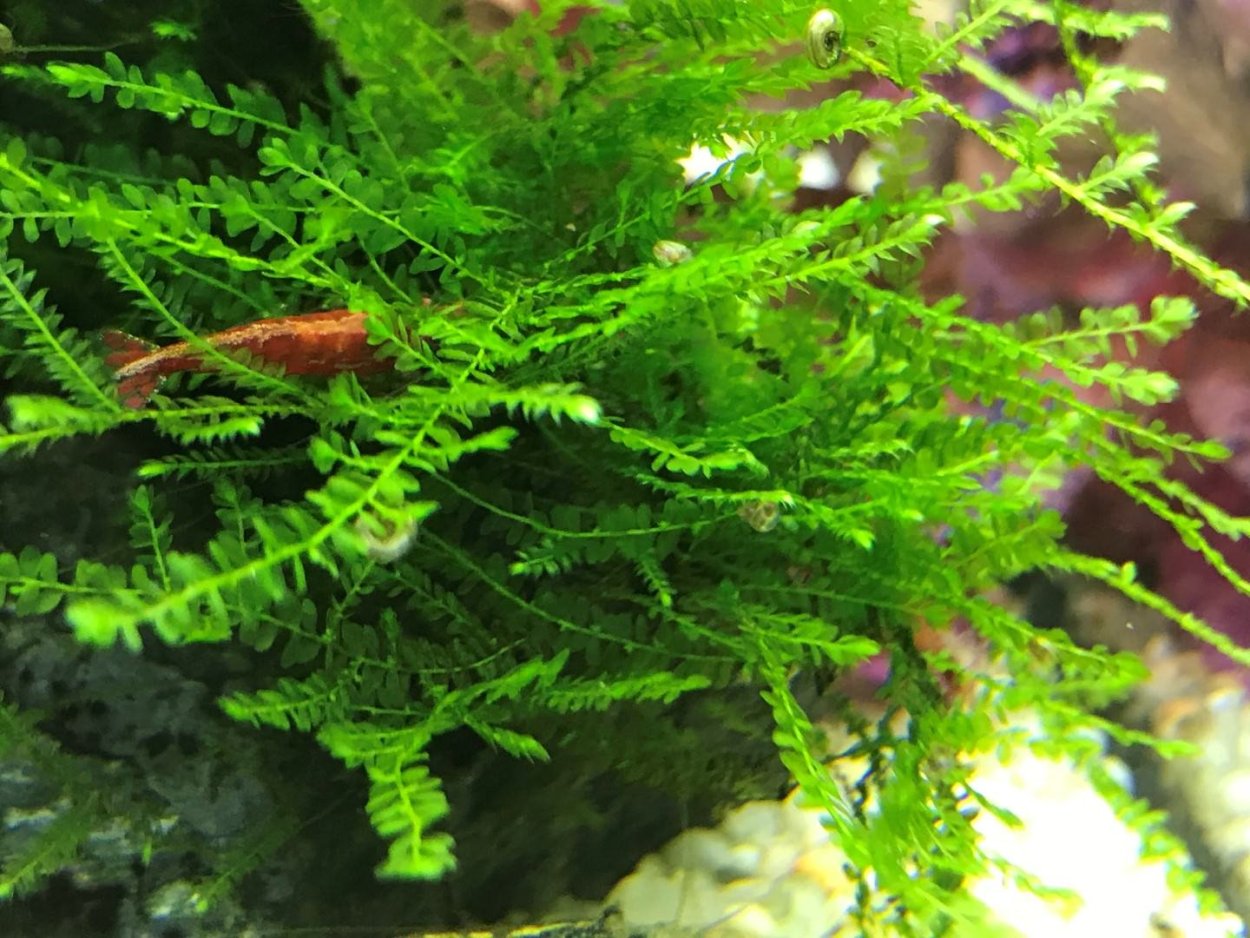 Аквариумный мох Квин