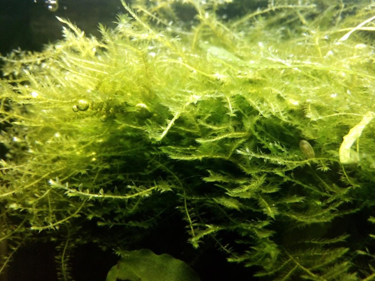 Мшанка водоросль