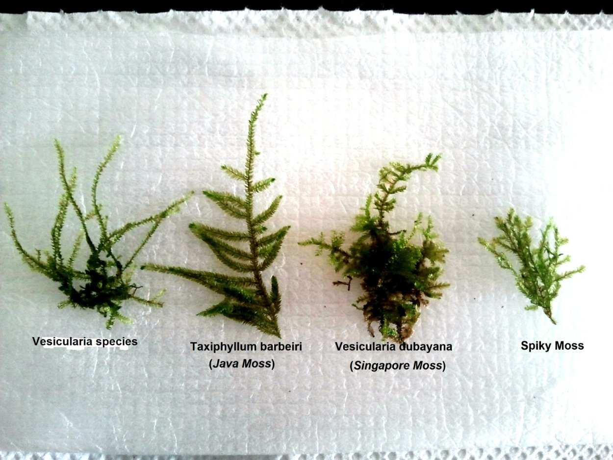 Мох треугольный Triangle Moss