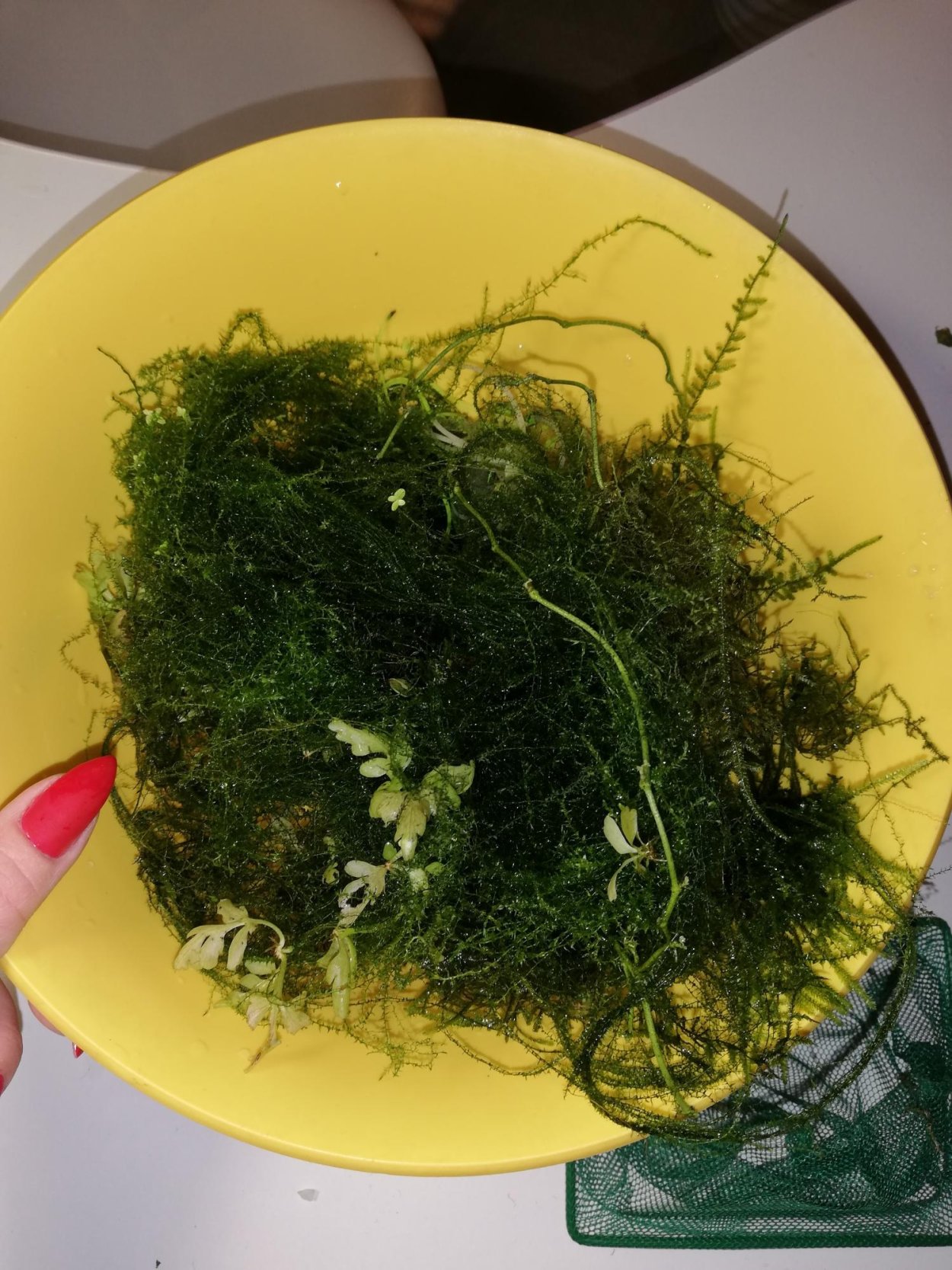 Яванский мох