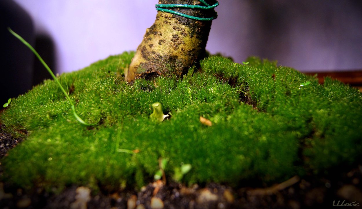 Мох для рассады