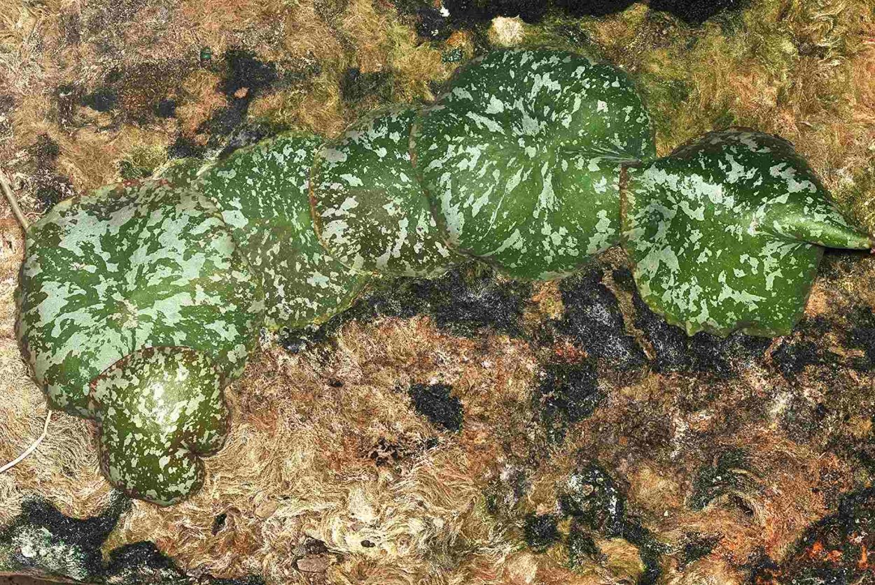 Хойя имбриката (Hoya imbricata