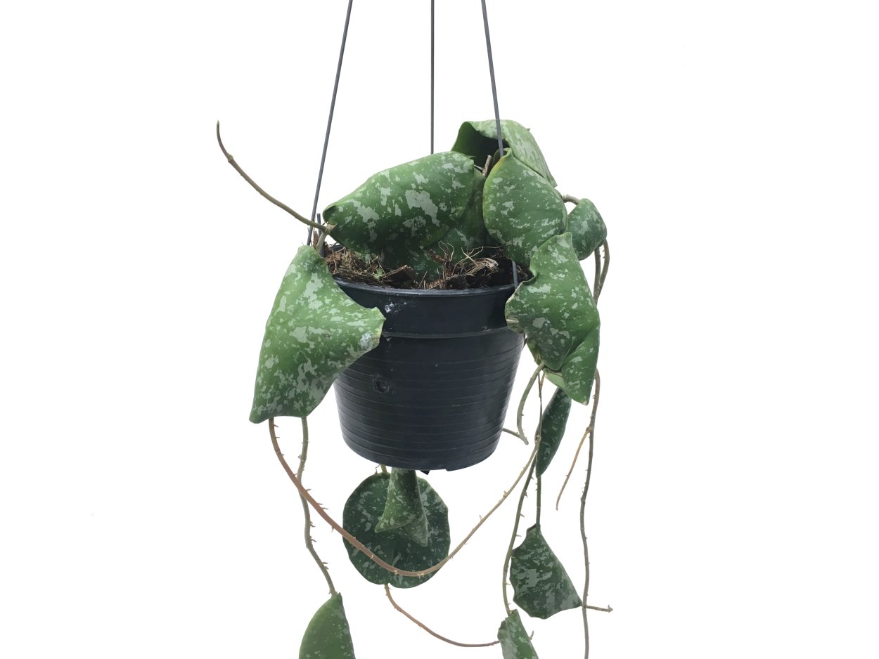 Хойя Hoya imbricata