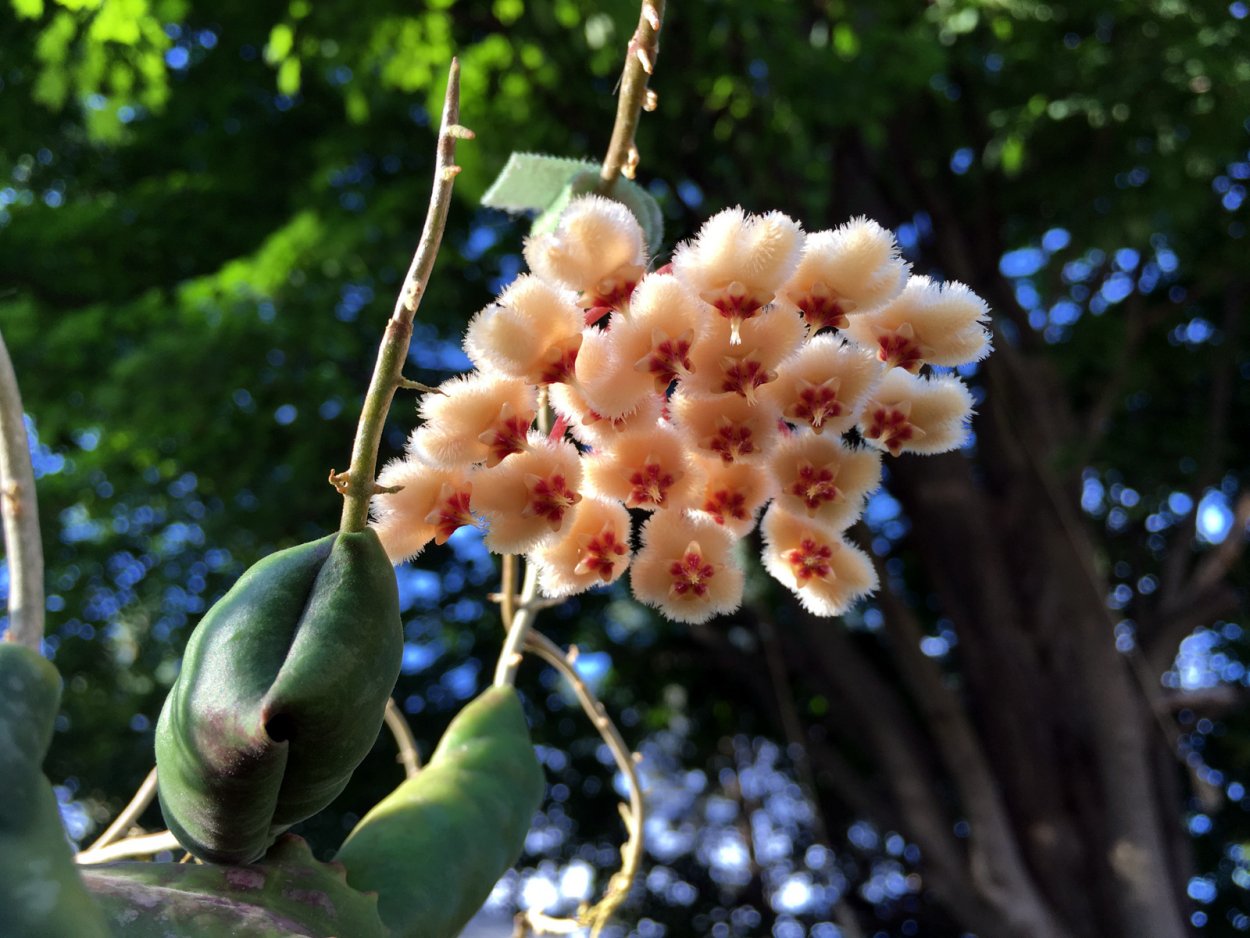 Хойя imbricata maxima