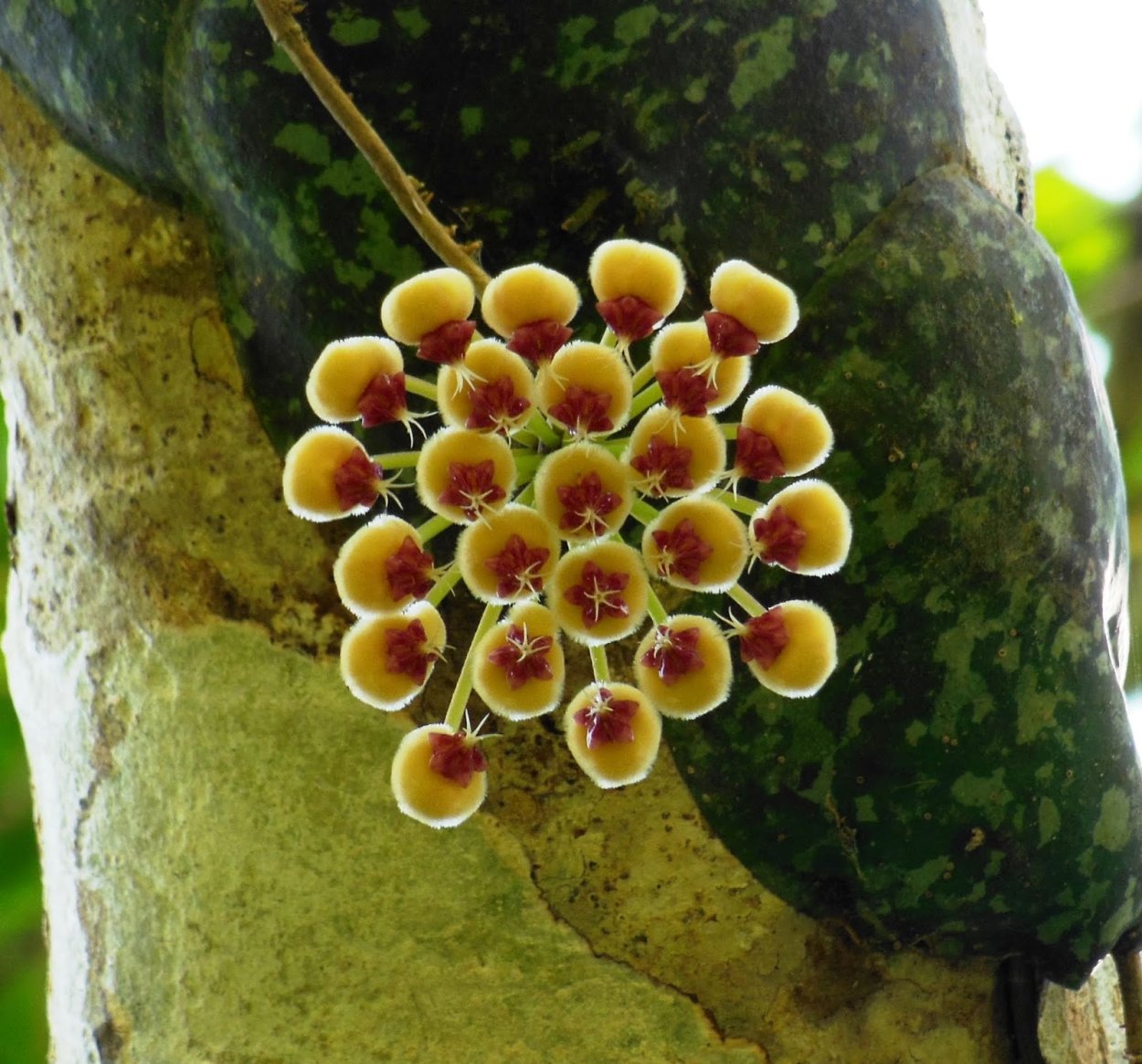 Хойя Hoya imbricata