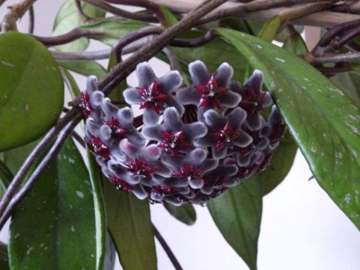 Хойя Royal Hawaiian Purple