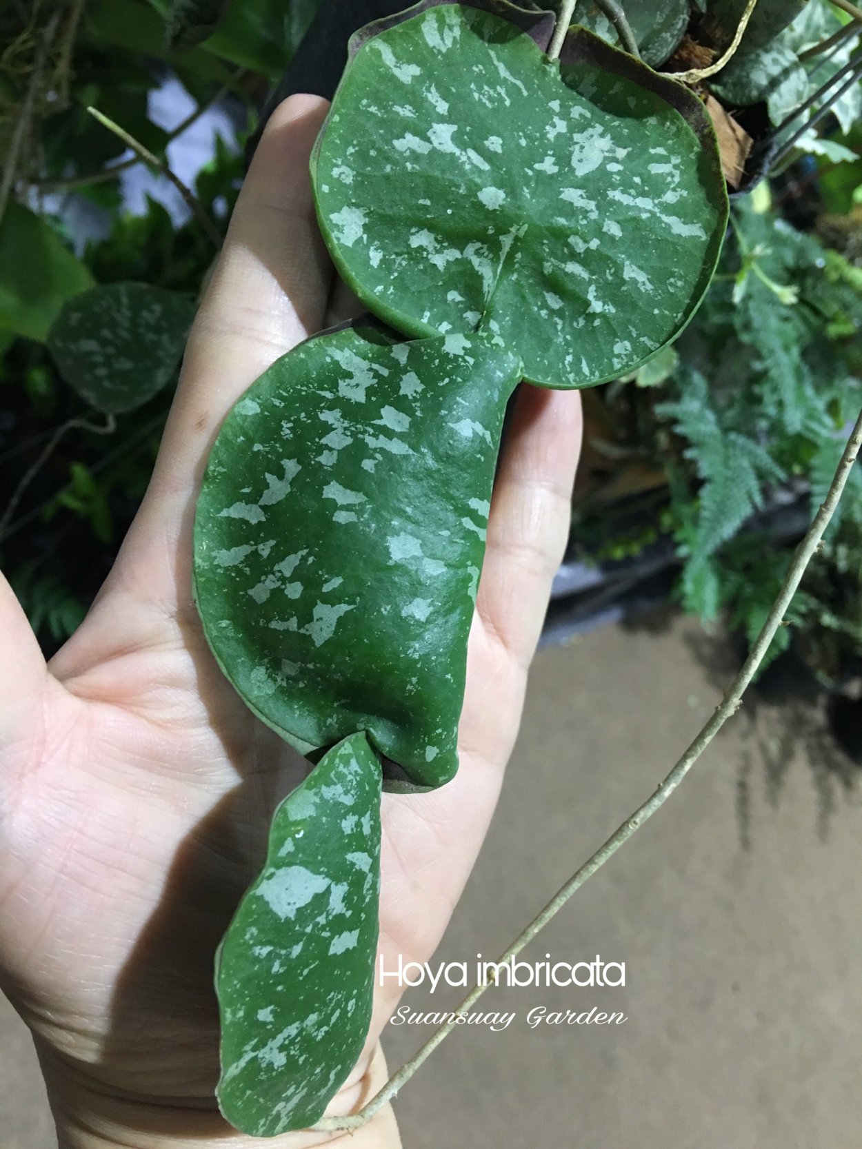 Хойя имбриката (Hoya imbricata