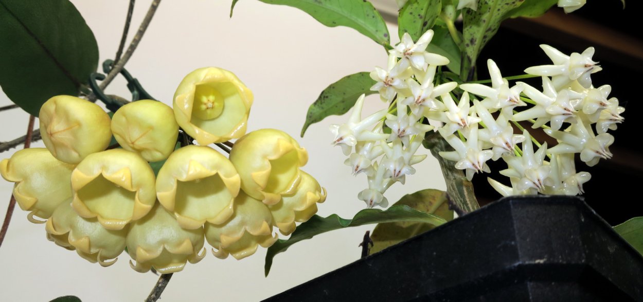 Хойя душистая (Hoya odorata)