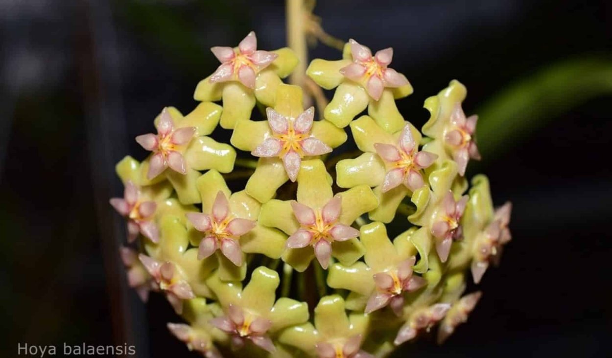 Хойя balaensis Silver