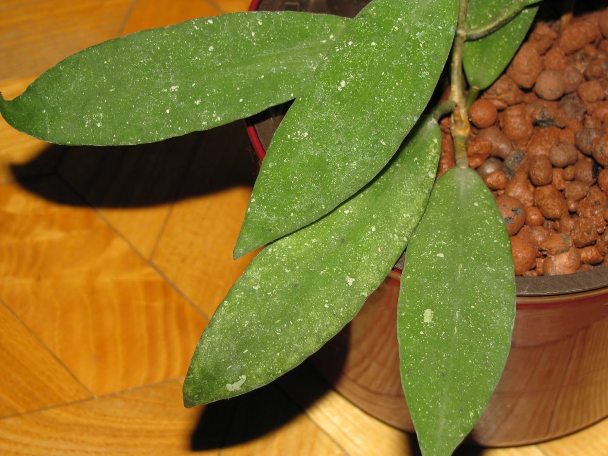 Хойя UT-001 ( scortechinii waykambas)