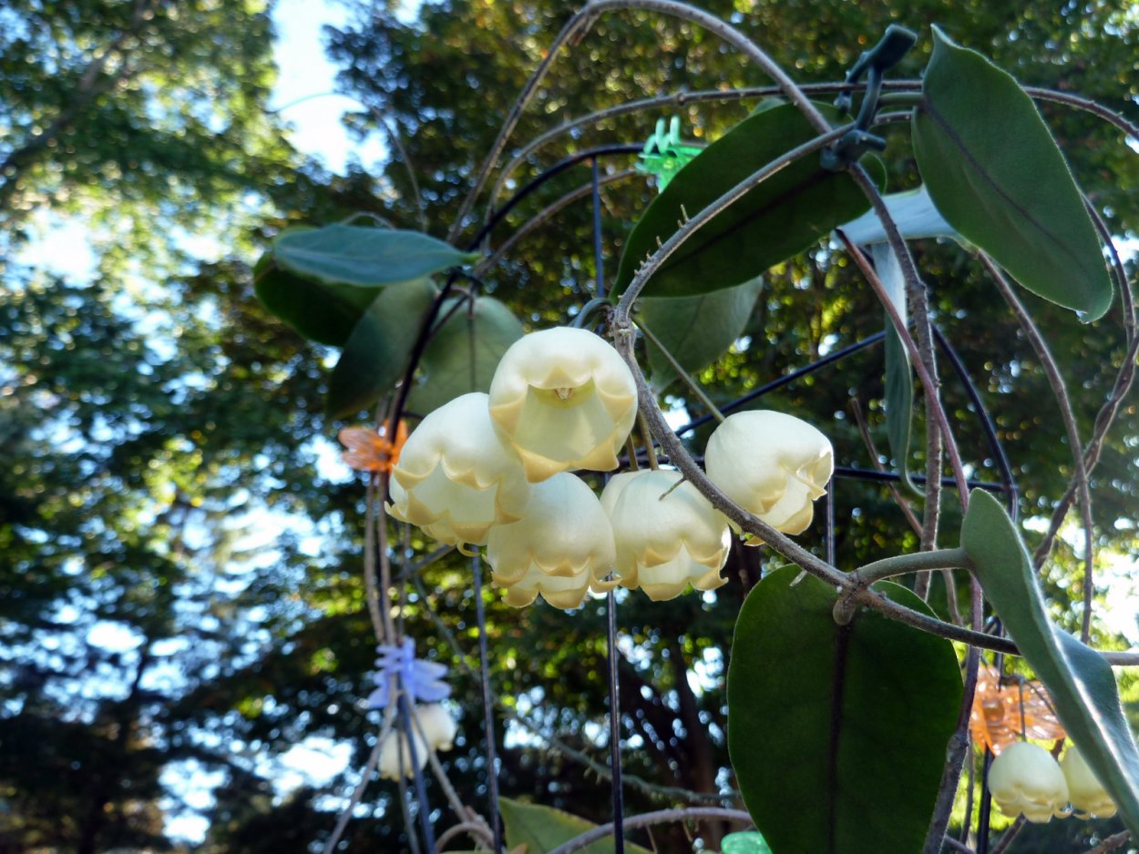 Хойя lauterbachii Orange