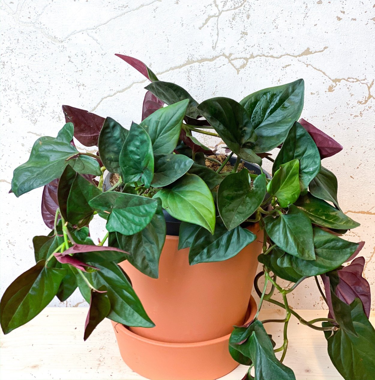 Сингониум эритрофиллум