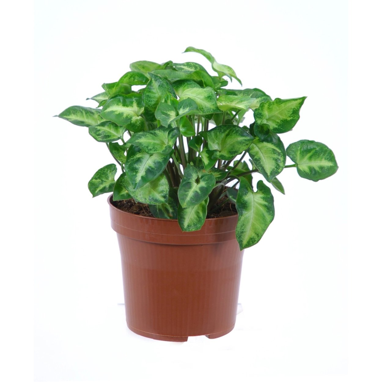 Сингониум Эрроу