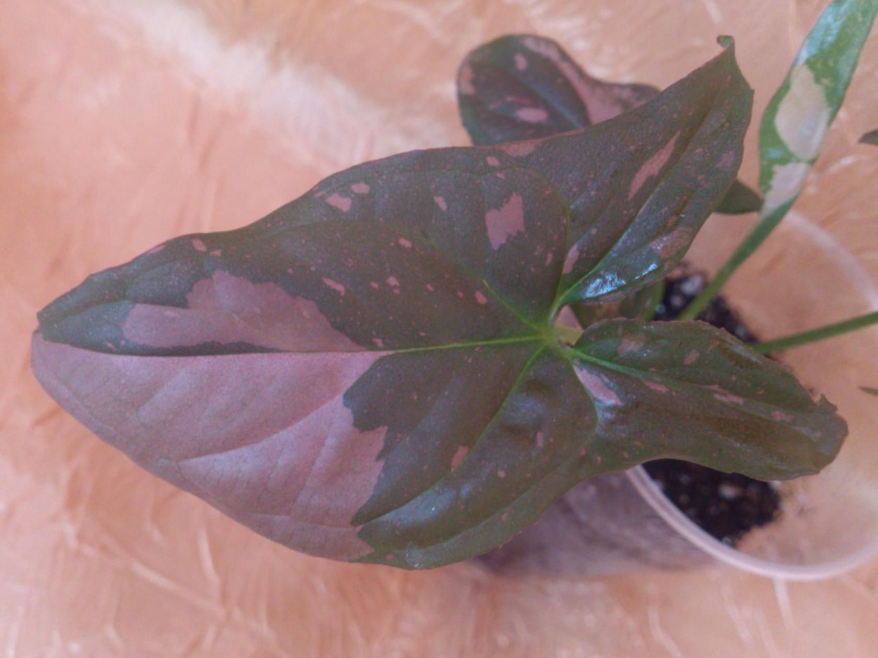 Сингониум Red spot