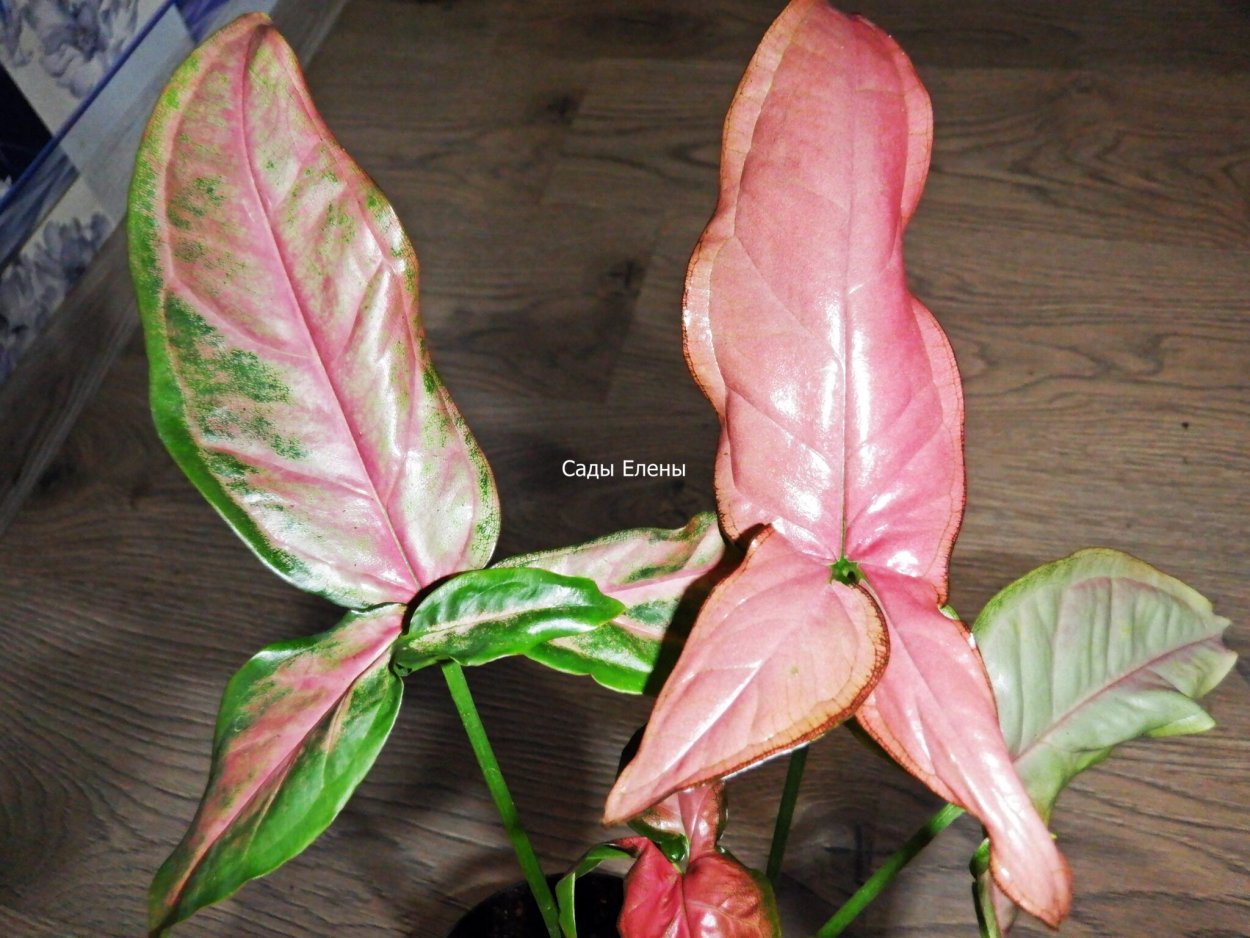 Сингониум неон болезни