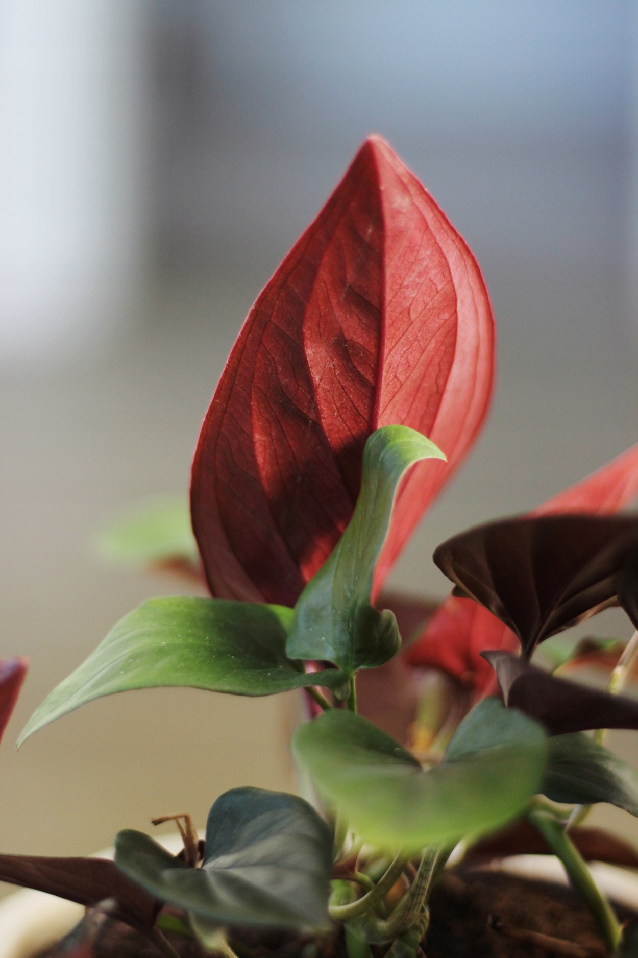 Сингониум эритрофиллум ред Эрроу