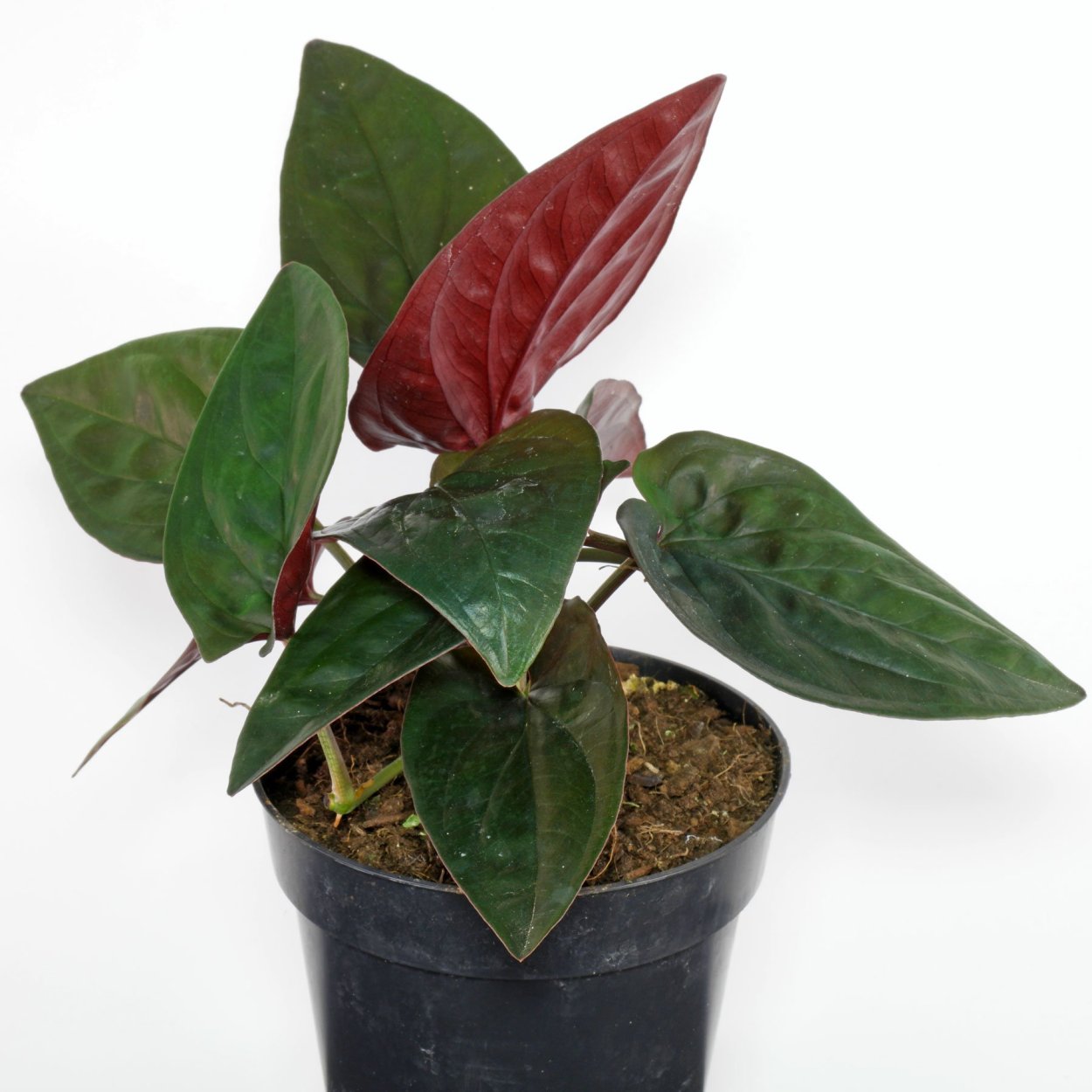 Сингониум ред Эрроу