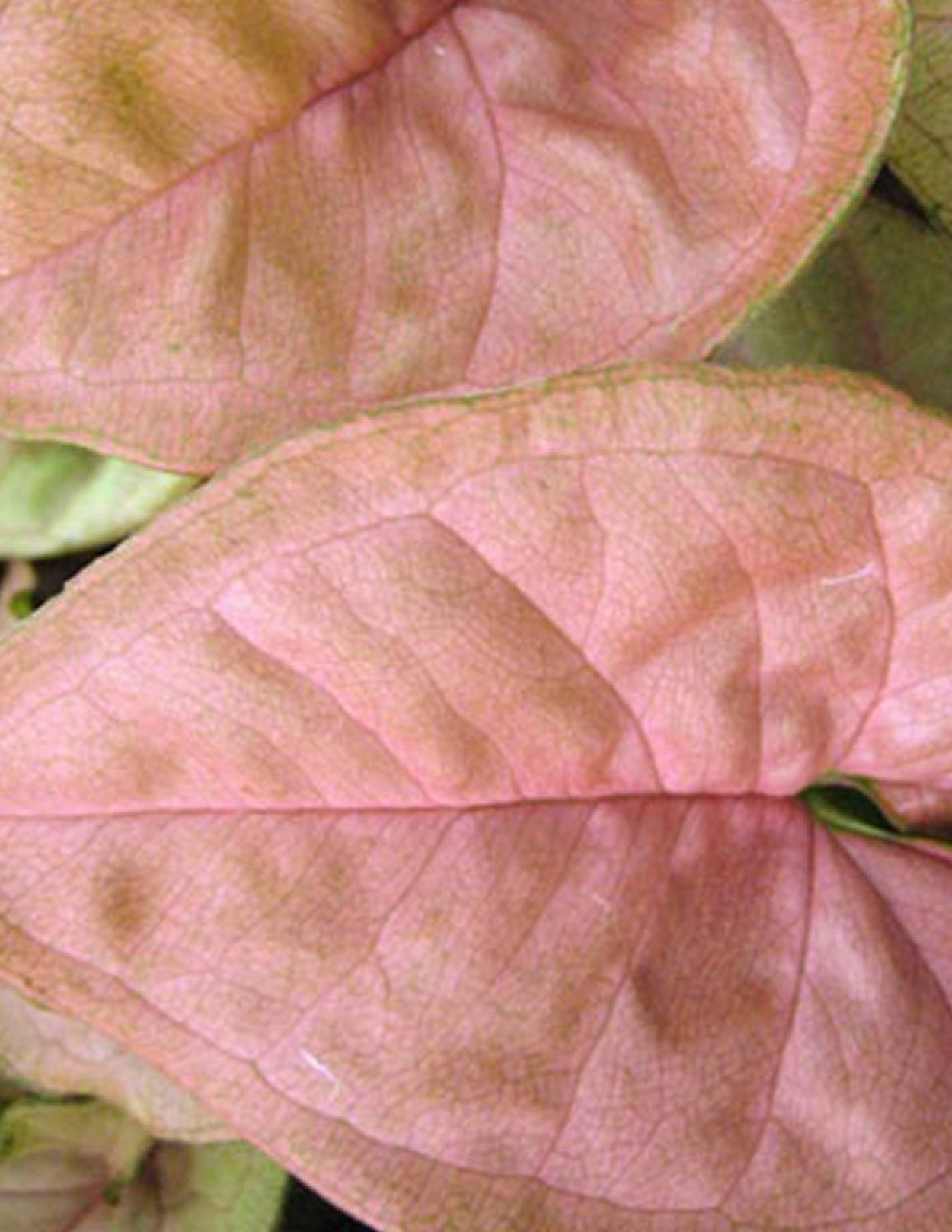 Сингониум Red arrow