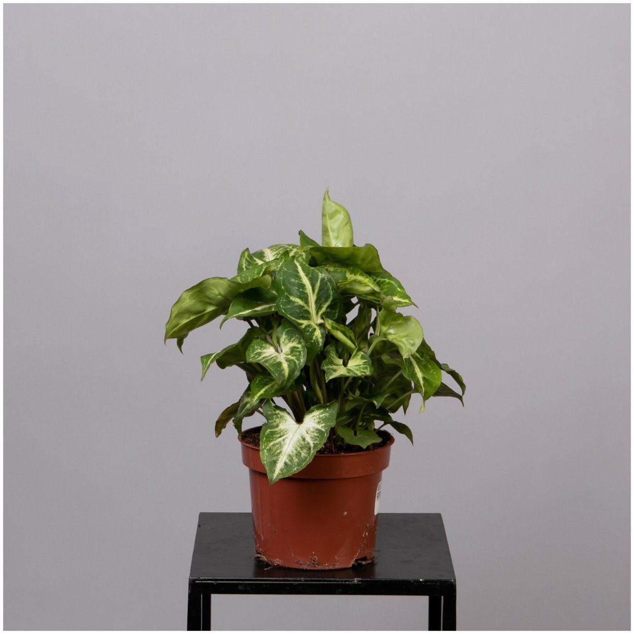 Сингониум Арроу