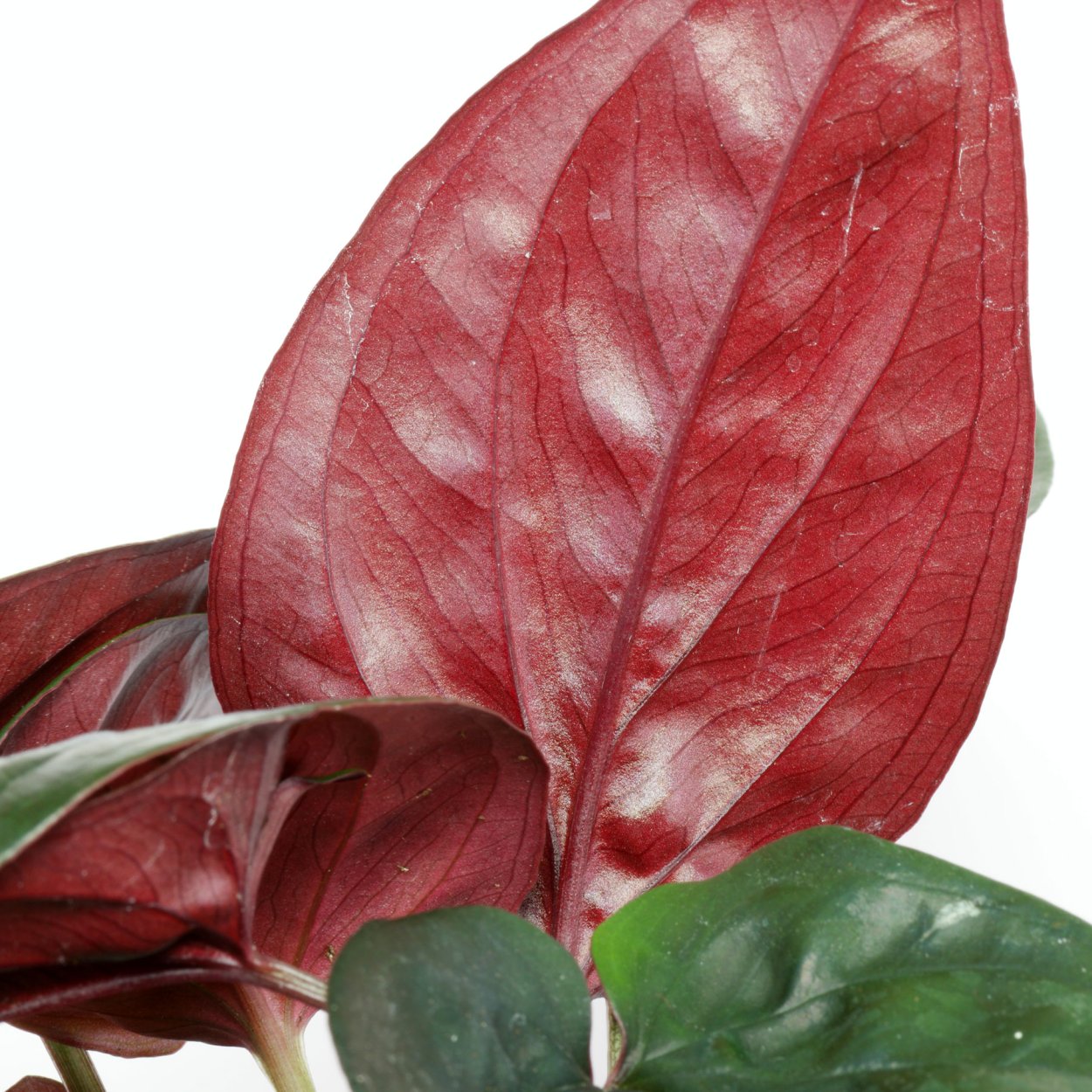 Сингониум эритрофиллум ред Эрроу