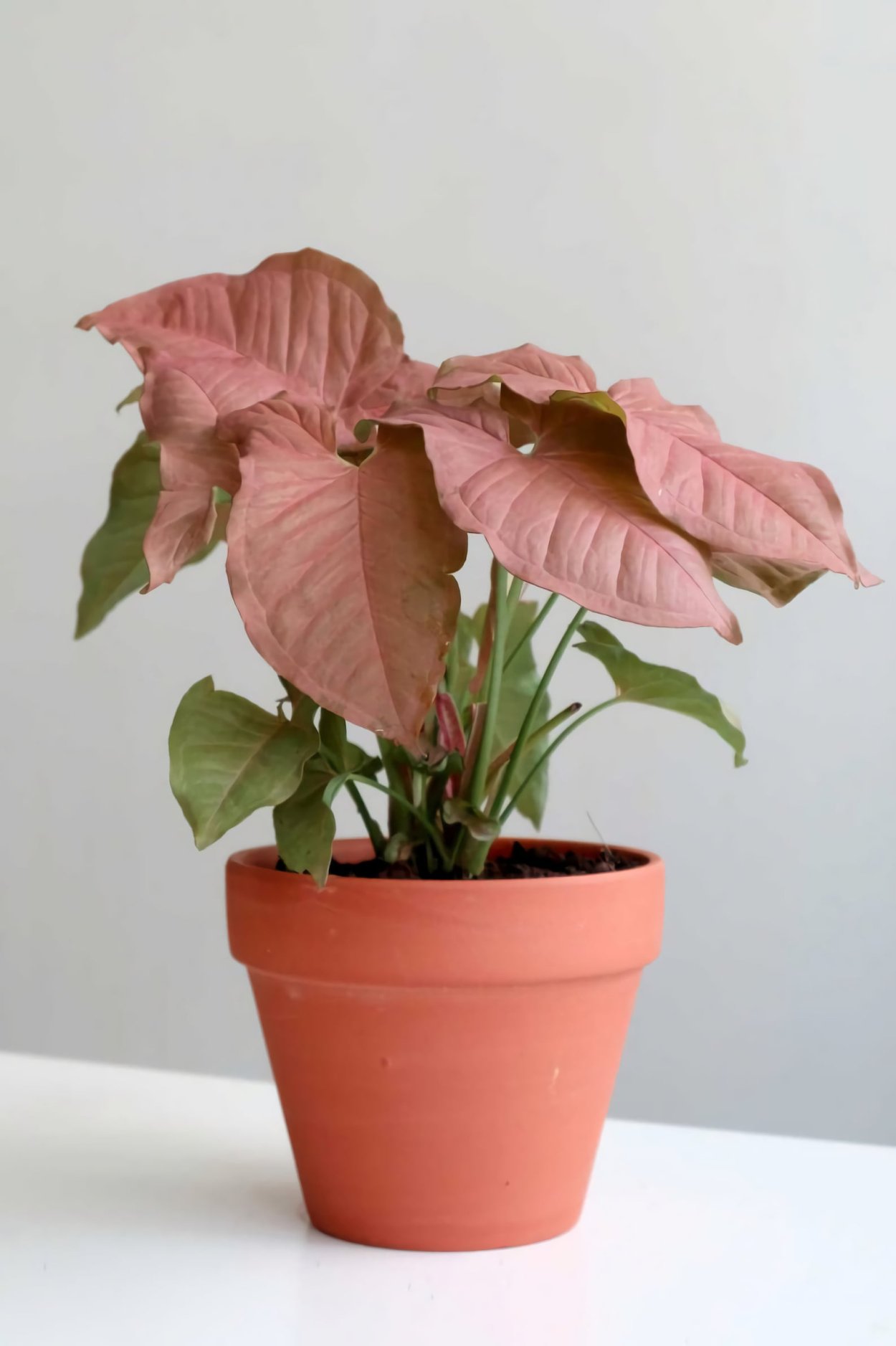 Сингониум podophyllum Pink