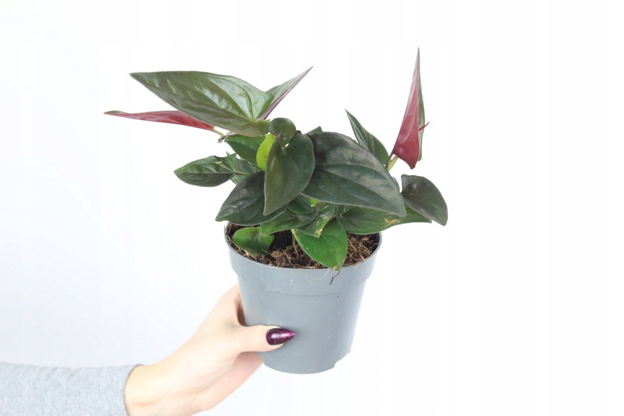 Сингониум эритрофиллум ред Эрроу