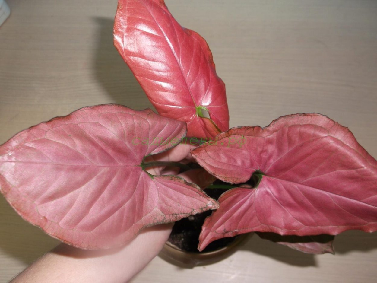 Сингониум Распберри