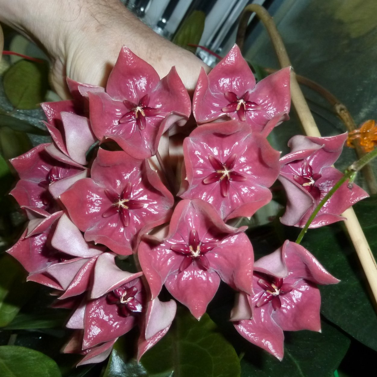 Хойя megalaster IML 1099