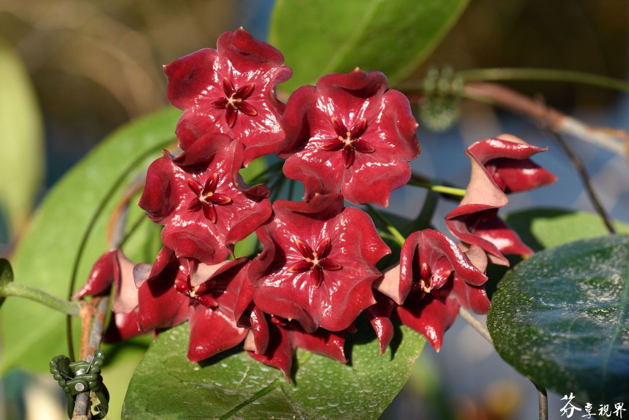 Хойя Мегаластер 1099