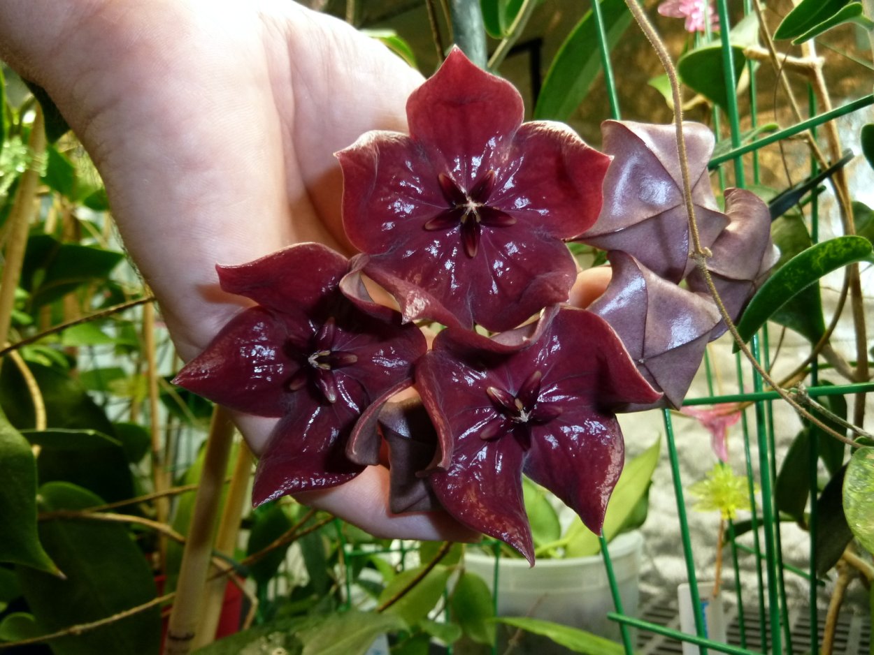 Хойя megalaster IML 1099