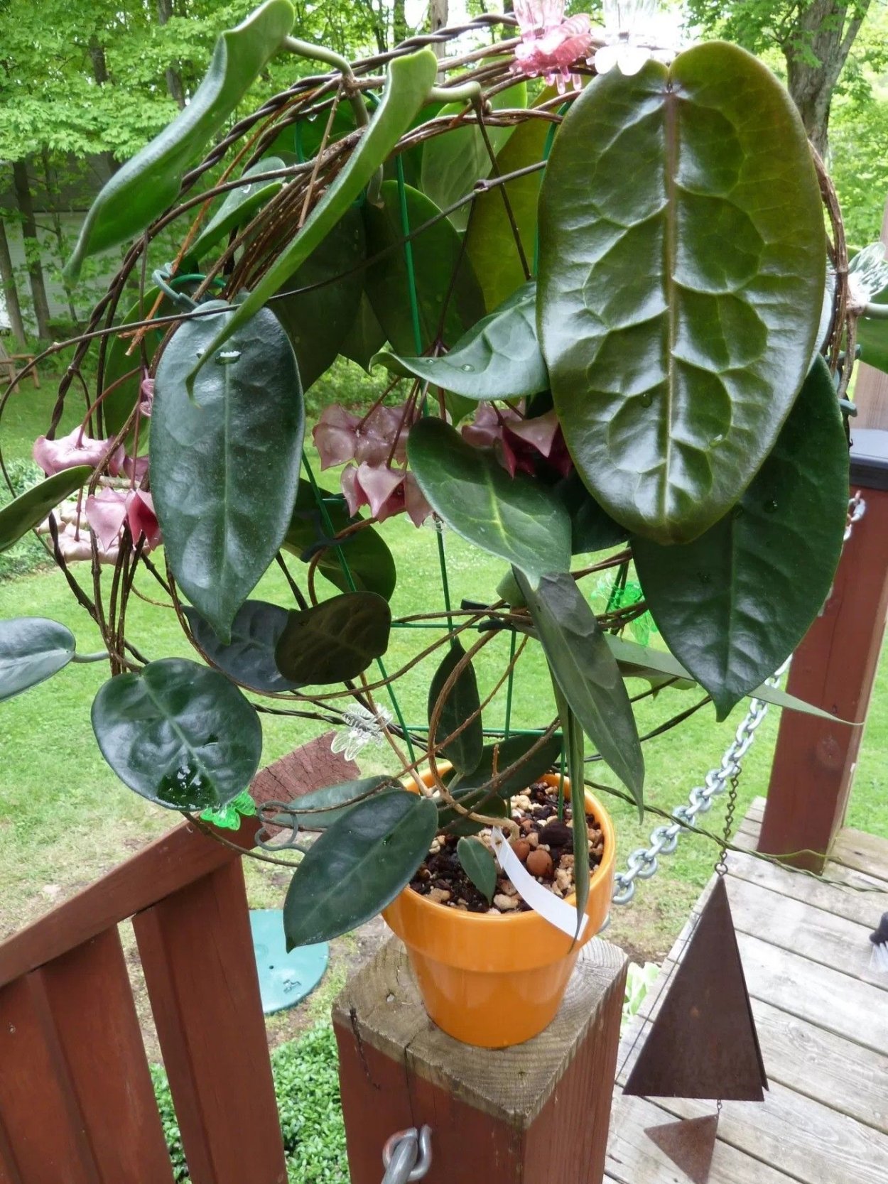 Хойя Мегаластер