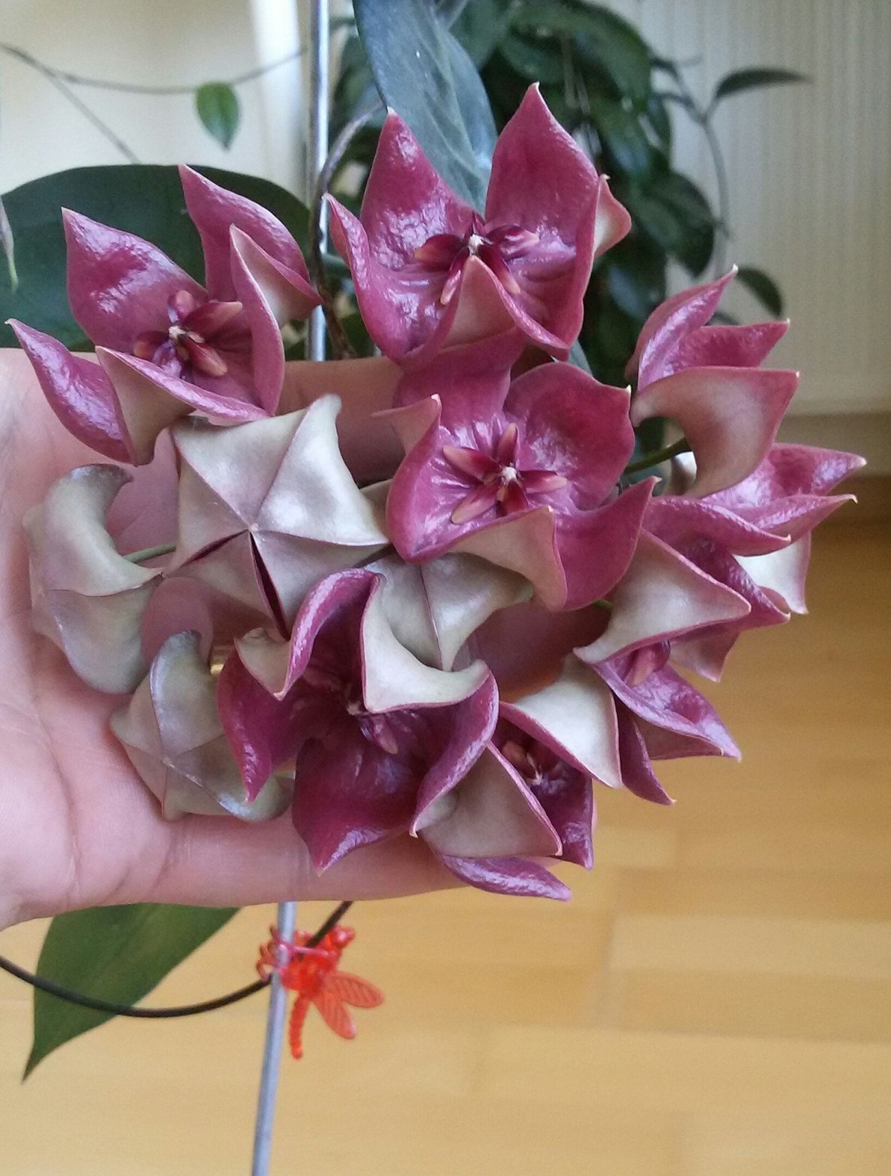 Хойя Мегаластер