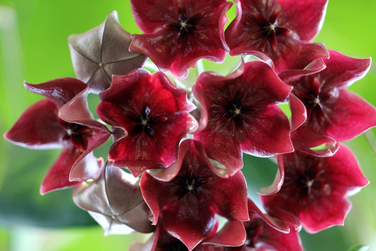 Hoya megalaster from Seeds