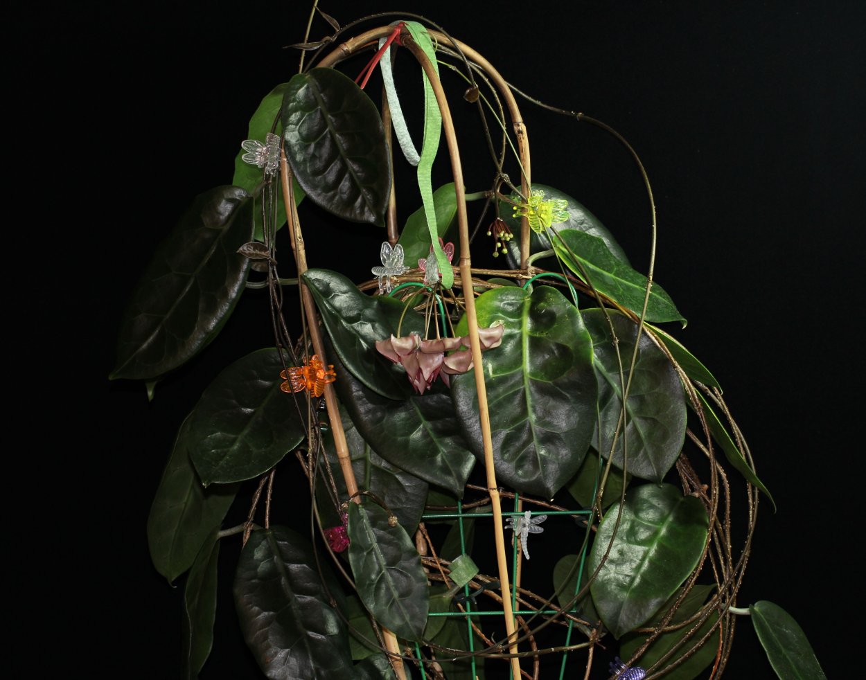 Хойя megalaster IML 1099