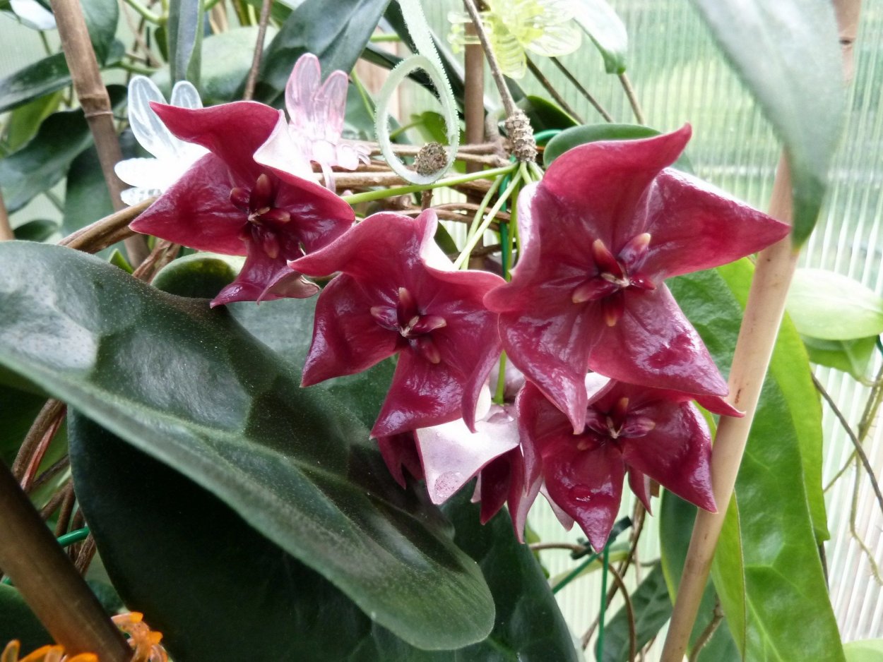 Hoya megalaster from Seeds