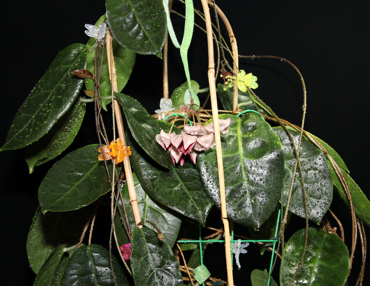 Хойя Мегаластер 1099