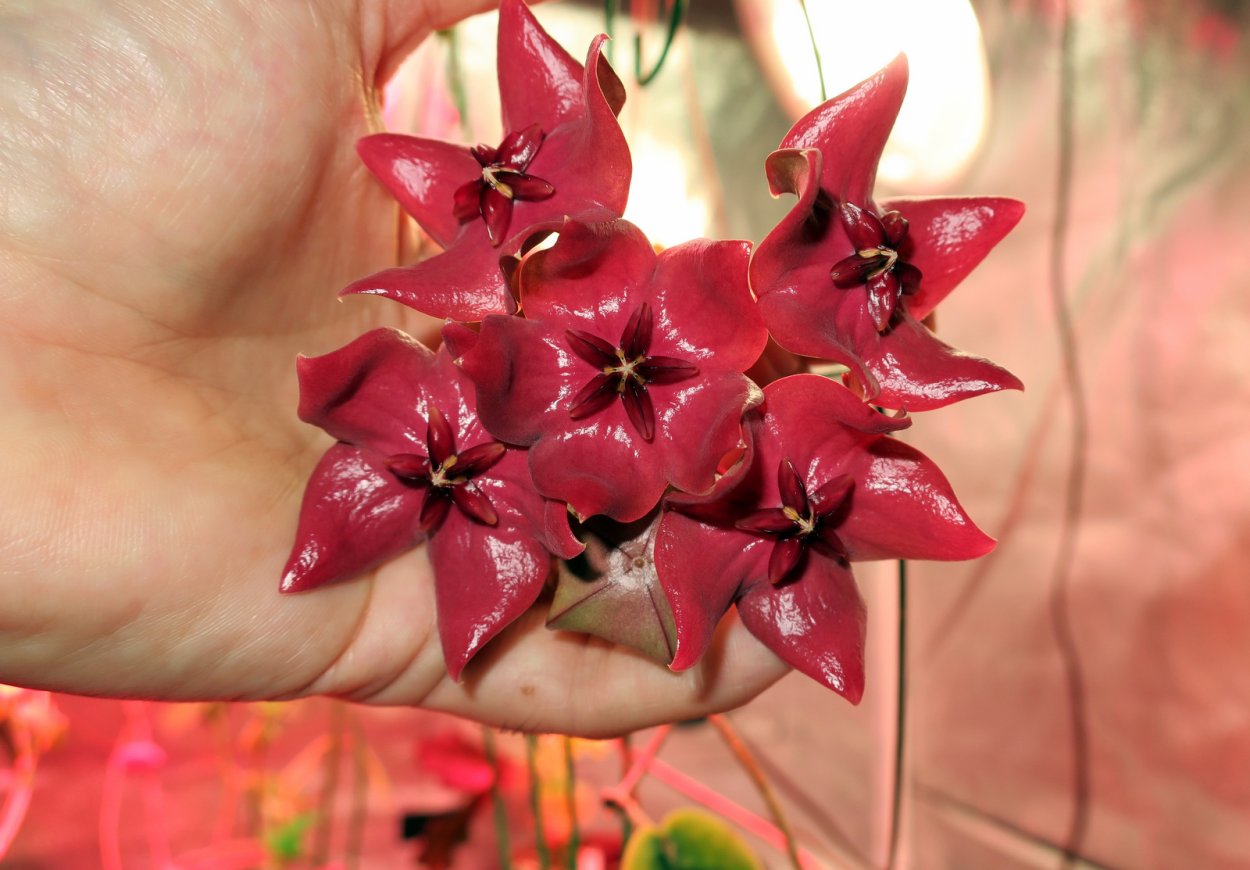 Хойя Мегаластер 1099