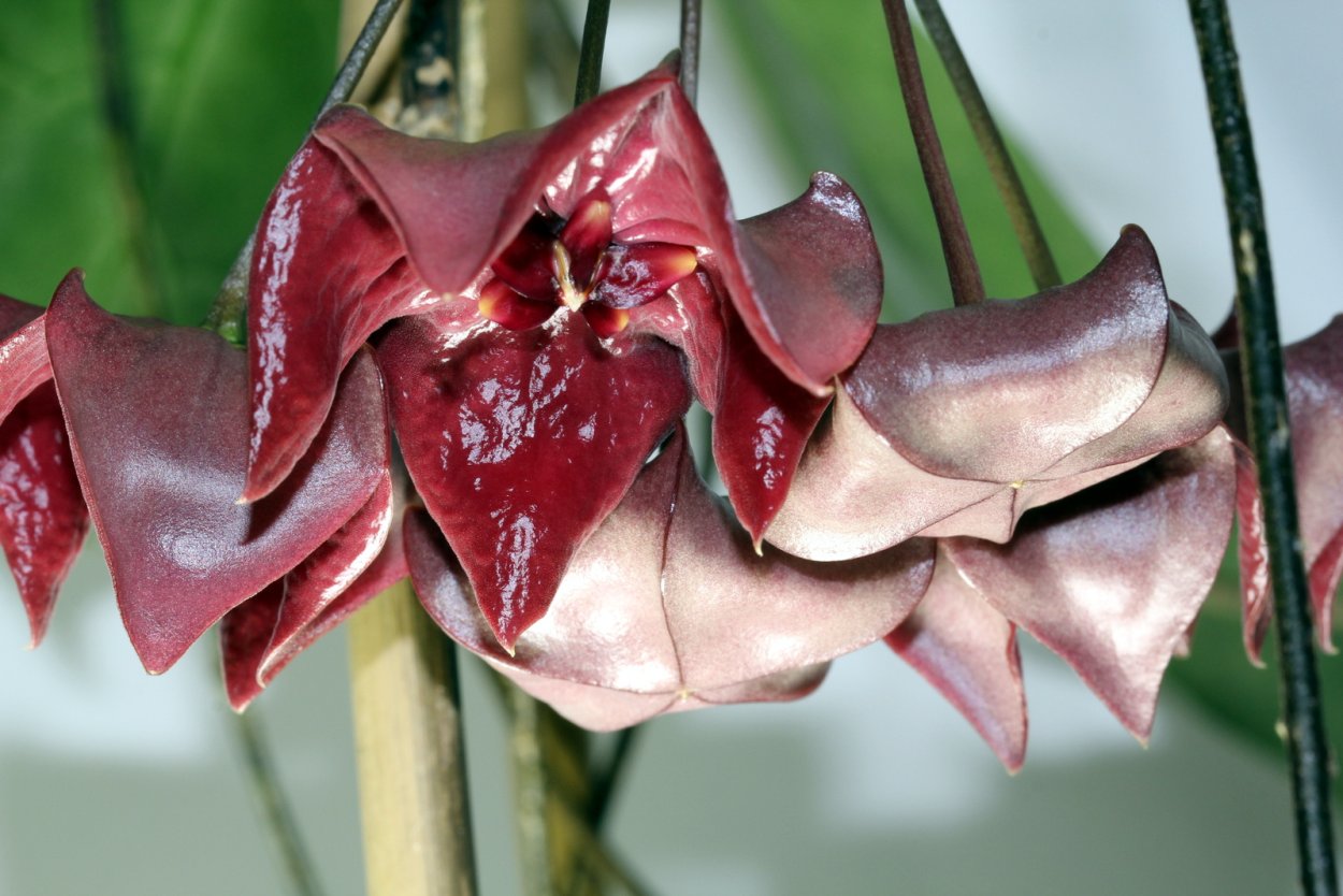 Хойя megalaster IML 1099