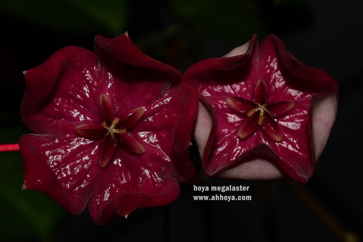 Хойя Мегаластер