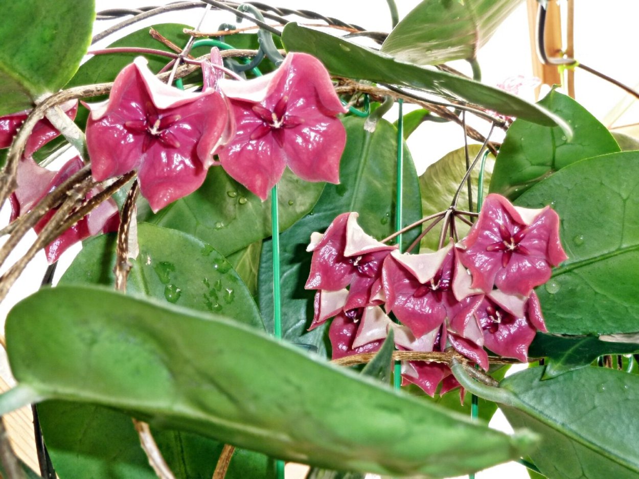 Хойя Мегаластер