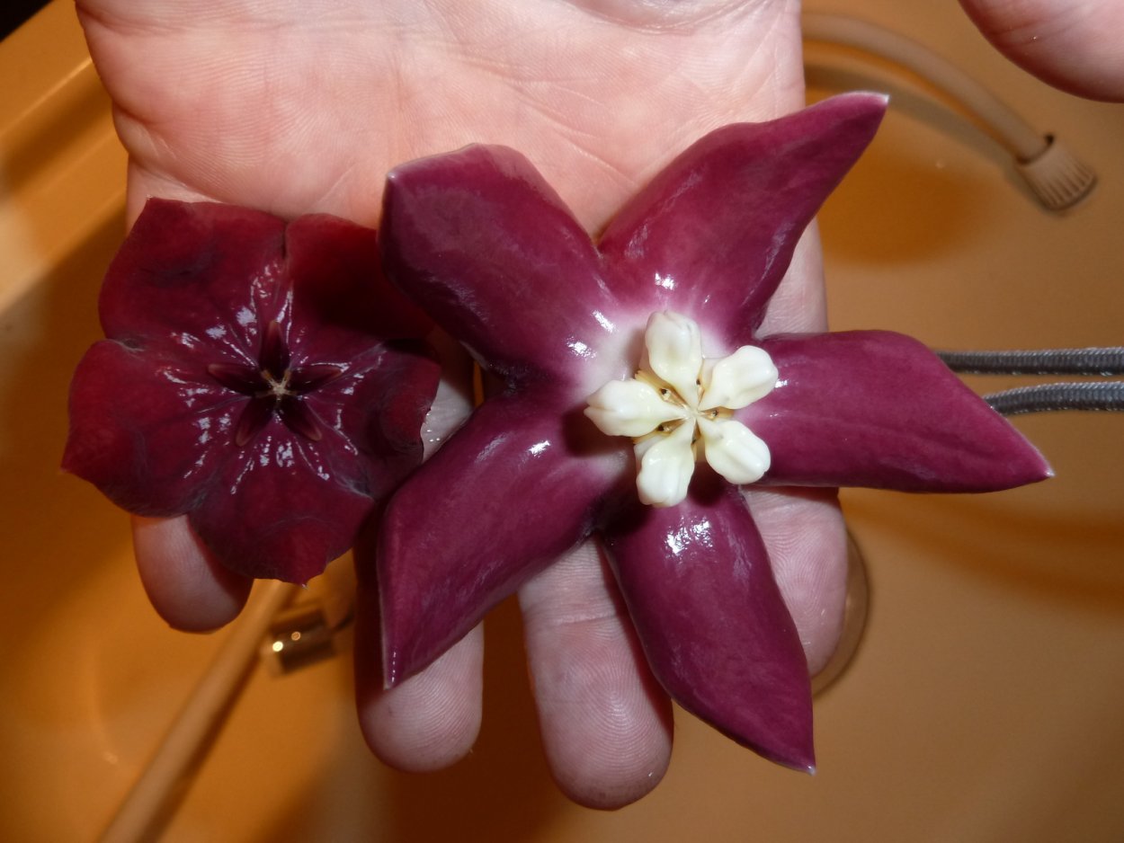 Хойя megalaster IML 1099