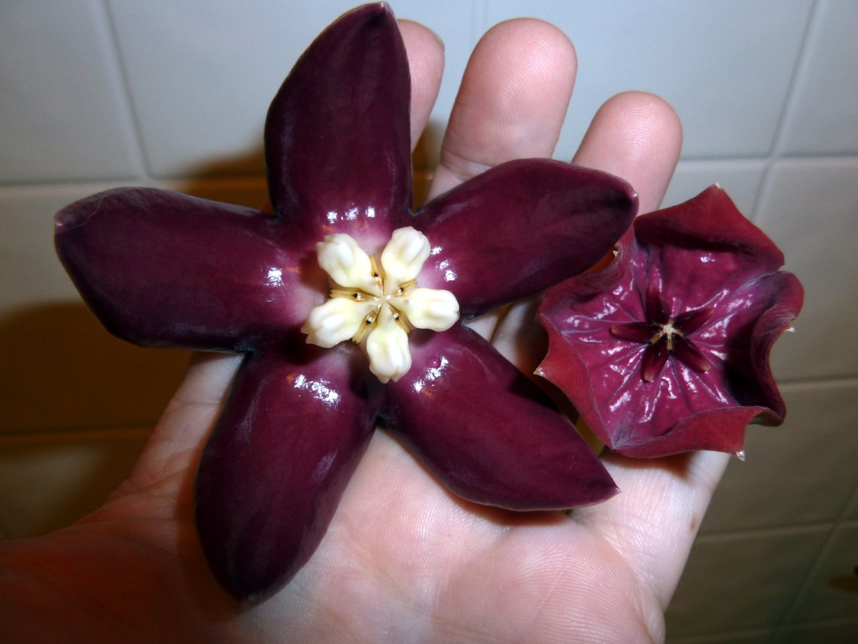 Hoya Imperialis Bloom